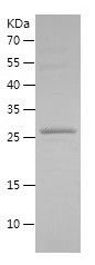    FXYD3 / Recombinant Human FXYD3