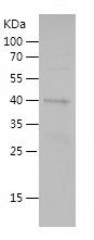    Galectin-9 / Recombinant Human Galectin-9