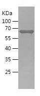    GAP43 / Recombinant Human GAP43