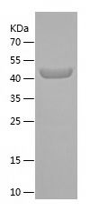    ENTR1 / Recombinant Human ENTR1