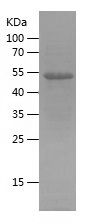    RTN3 / Recombinant Human RTN3