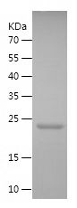    Caspase-4 / Recombinant Human Caspase-4