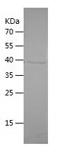    TNFSF14 / Recombinant Human TNFSF14