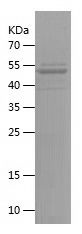    USP18 / Recombinant Human USP18