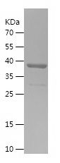    TMED9 / Recombinant Human TMED9