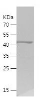    TEKT3 / Recombinant Human TEKT3