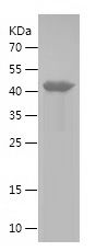    NDRG3 / Recombinant Human NDRG3