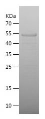    WWP1 / Recombinant Human WWP1