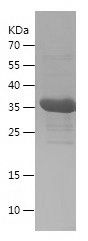    SUMO2 / Recombinant Human SUMO2