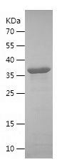    CD300LF / Recombinant Human CD300LF