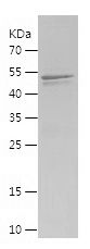    Rubicon / Recombinant Human Rubicon