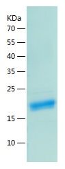    LIF / Recombinant Human LIF