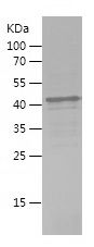    WRN / Recombinant Human WRN