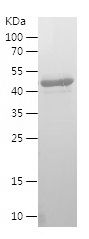    WWC2 / Recombinant Human WWC2