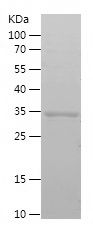    PCNA / Recombinant Human PCNA