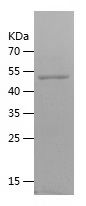    VTCN1 / Recombinant Human VTCN1