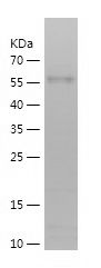    CD318 / Recombinant Human CD318