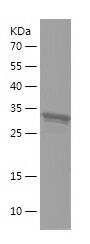 Recombinant Dog BNP