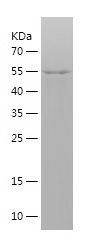    CUL1 / Recombinant Human CUL1