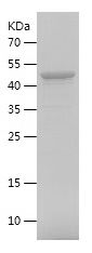    PNMA2 / Recombinant Human PNMA2