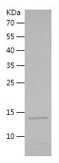    probnp / Recombinant Human probnp