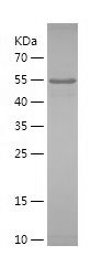    MYBPC1 / Recombinant Human MYBPC1