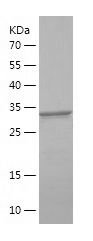    IRS-2 / Recombinant Human IRS-2