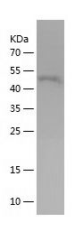    Rhob / Recombinant Human Rhob