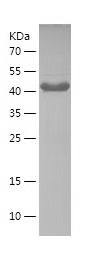    ATG13 / Recombinant Human ATG13