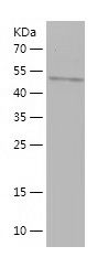    ABCG2 / Recombinant Human ABCG2