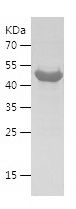    ABCB1 / Recombinant Human ABCB1