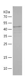    ARAF / Recombinant Human ARAF