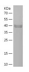    PLAA / Recombinant Human PLAA