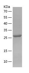    CD142 / Recombinant Human CD142