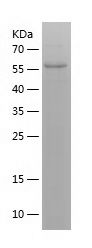    CTSV / Recombinant Human CTSV