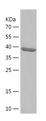    EHD4 / Recombinant Human EHD4