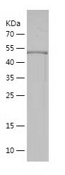    CNPY3 / Recombinant Human CNPY3