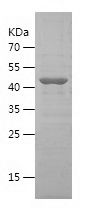    CTPS1 / Recombinant Human CTPS1