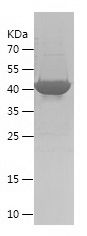    BCL2 / Recombinant Human BCL2