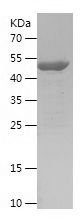    CDC34 / Recombinant Human CDC34