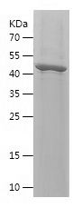    FGF13 / Recombinant Human FGF13