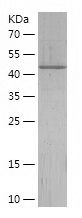    Fetuin-B / Recombinant Human Fetuin-B