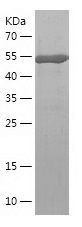    CLIC1 / Recombinant Human CLIC1