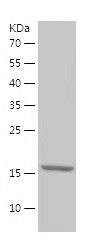    RNase 7 / Recombinant Human RNase 7