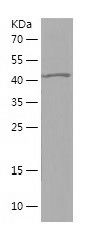 Recombinant Bovine GH