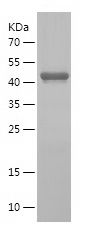    GOLGB1 / Recombinant Human GOLGB1