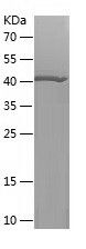    G3BP1 / Recombinant Human G3BP1