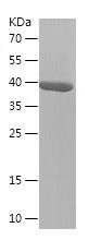    Duranin / Recombinant Human Duranin