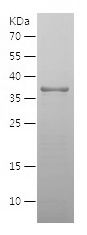    NAV1 / Recombinant Human NAV1