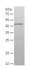    GABRA1 / Recombinant Human GABRA1